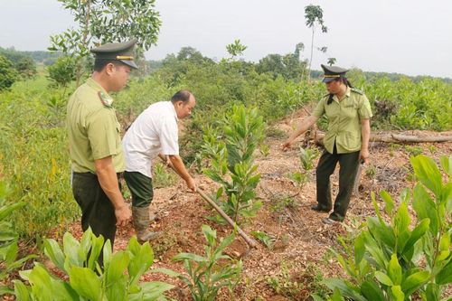 Hiệu quả từ chính sách giao đất, giao rừng