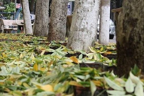 Hà Nội: Hàng sưa cổ thụ hàng chục năm tuổi bỗng nhiên rụng lá bất thường