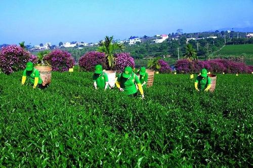 Lâm Đồng: Hỗ trợ phát triển hợp tác xã nông nghiệp