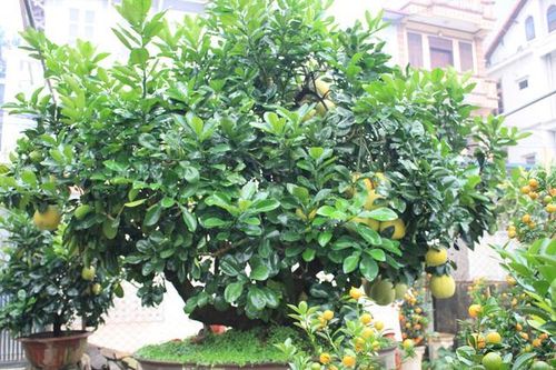 Trồng cây gì trước nhà để gia chủ may mắn, phát tài