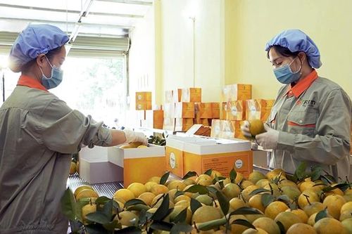 Tìm hướng đi cho mô hình kinh tế hợp tác (Kỳ 1)