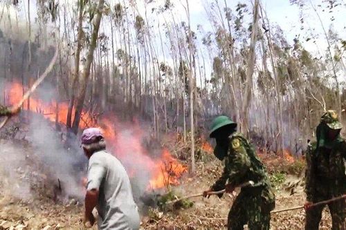 Cơ bản khống chế vụ cháy 50ha rừng ở Phú Yên