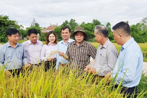 Thăm mô hình sản xuất lúa hữu cơ năng suất cao tại Quảng Trị