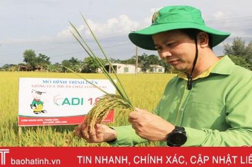 Lúa ADI 28 và ADI 168 vượt trội năng suất, thời gian sinh trưởng