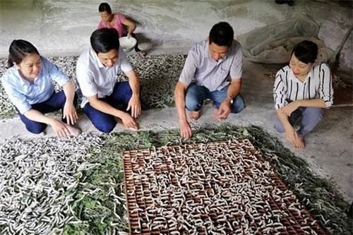 Yên Bái: Trồng dâu, nuôi tằm hết thời ăn 'cơm đứng'