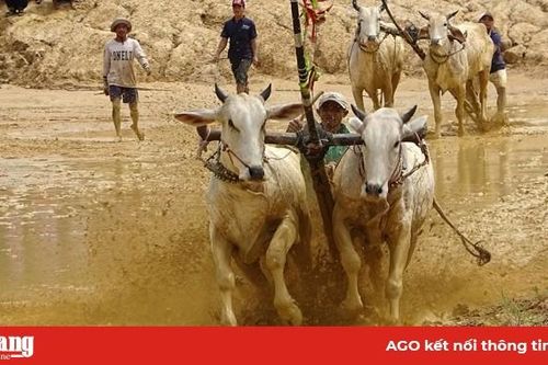 40 đôi bò tham gia Hội đua bò truyền thống huyện Tri Tôn