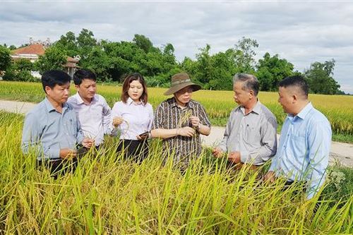 Phó Chủ tịch Quốc hội Phùng Quốc Hiển thăm lúa hữu cơ của Công ty cổ phần Nông sản hữu cơ Quảng Trị