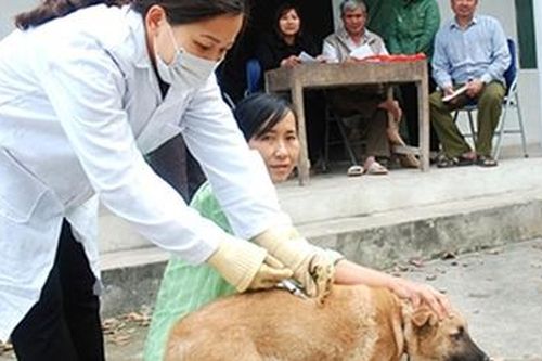 Tử vong do bệnh dại vẫn ở mức báo động