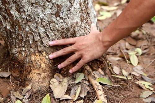 Người dân nỗ lực cứu chữa hàng sưa nghi bị 'đầu độc' ở Thủ đô