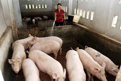 'Dịch tả châu Phi giảm không phải do… hết lợn'