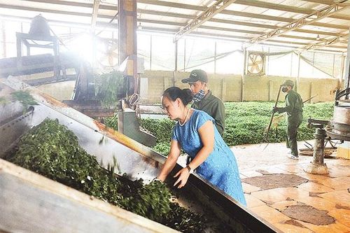Tìm hướng đi cho mô hình kinh tế hợp tác (Tiếp theo và hết) (*)