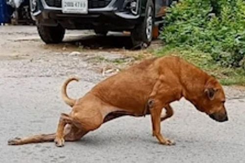 Xem chú chó tinh nghịch giả què để xin ăn