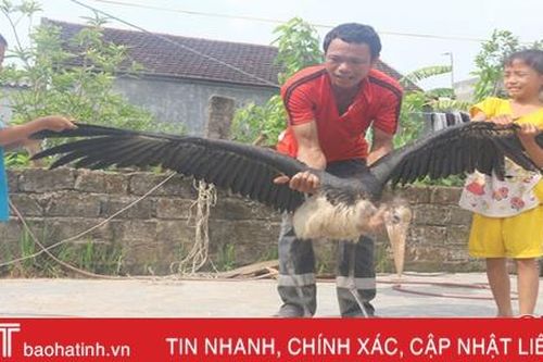 Bàn giao chú chim lạ 'khổng lồ' cho lực lượng chức năng
