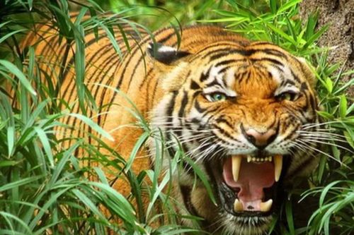 Cần chấm dứt nuôi nhốt, buôn bán hổ, báo và sư tử