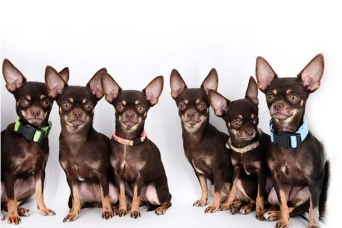 Chó chihuahua lập kỷ lục được nhân bản vô tính nhiều nhất thế giới
