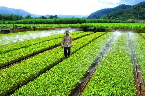 Phú Yên: Đánh thức lợi thế nông nghiệp