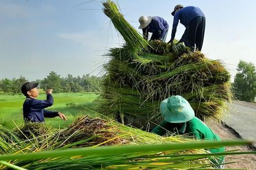 Người dân có thêm thu nhập nhờ cắt năng