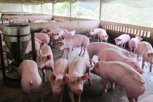 Đam Rông: Khuyến cáo người dân hạn chế tái đàn, tăng đàn lợn trên địa bàn