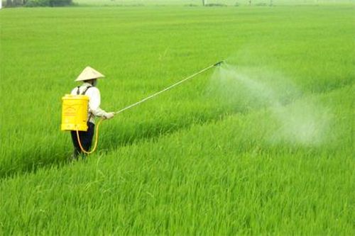 Kim Sơn: Tập trung chăm sóc lúa thời kỳ phân hóa đòng