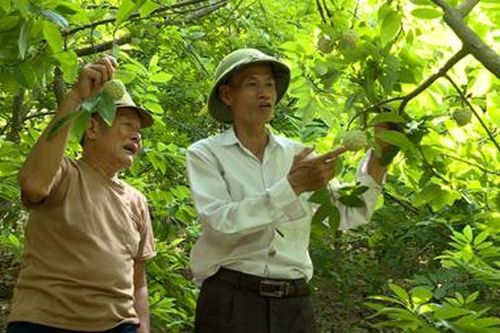 Cây na dai cho hiệu quả kinh tế cao ở xã Yên Lâm