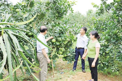 Bằng Luân nâng cao giá trị cây bưởi