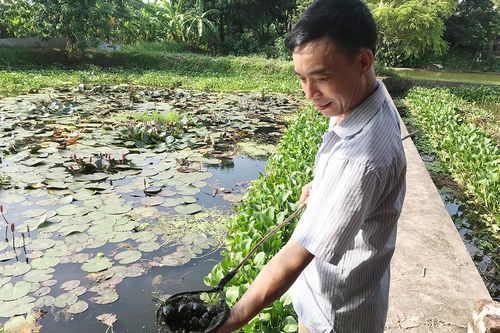 Mô hình nuôi ốc nhồi – hướng đi mới cho hiệu quả kinh tế cao