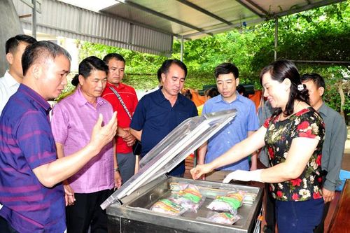 Duy trì, phát triển thương hiệu 'Trâu ngố Tuyên Quang'