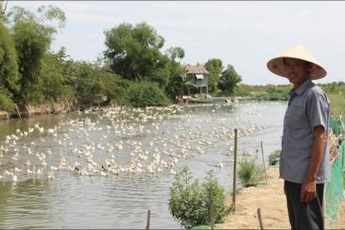 Kinh tế Nông nghiệp - Nông thôn Lợi nhuận từ mô hình 'cá-lúa-vịt'
