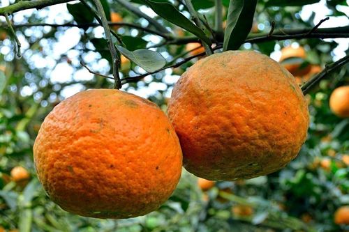 Nông dân trồng cam sành VIETGAP 'ăn nên làm ra' nhờ loại phân bón này