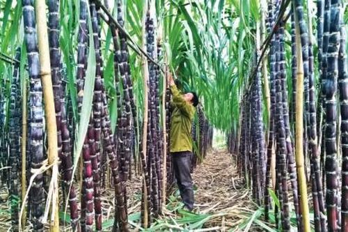 Ngành mía đường đề xuất hoãn thực thi ATIGA