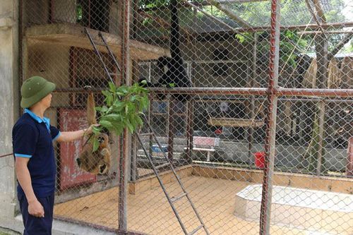 Chăm sóc, cứu hộ động vật hoang dã: Hướng tới môi trường an toàn, thân thiện