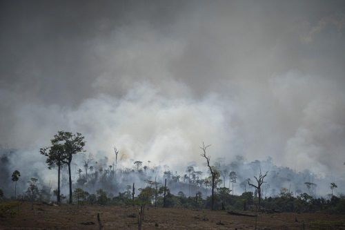 Brazil ban sắc lệnh cấm đốt rừng trong hai tháng
