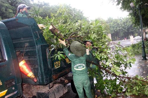Cắt tỉa 'thần tốc' hàng nghìn cây xanh ở TP Vinh kịp trước giờ bão đổ bộ