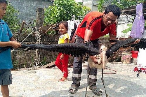 Số phận chim già đẫy quý hiếm sa xuống ruộng ở Hà Tĩnh