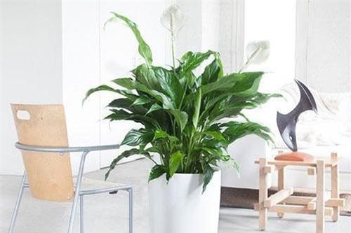 Chỉ cần có cây này trong nhà bạn sẽ thọ lâu trăm tuổi, không ốm đau bệnh tật lại rất tốt về phong thủy