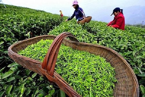 Xuất khẩu chè tăng mạnh cả lượng và giá trị