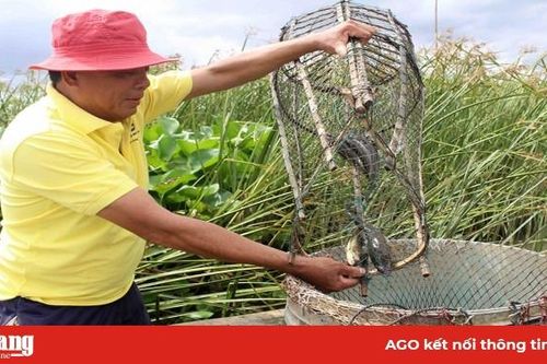Cá đồng 'lên ngôi'