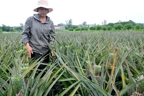 Tăng cường công tác quản lý Nhà nước về sở hữu trí tuệ