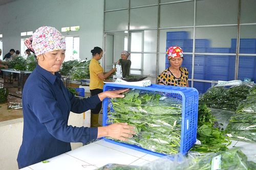 Lâm Thao phát triển kinh tế tập thể