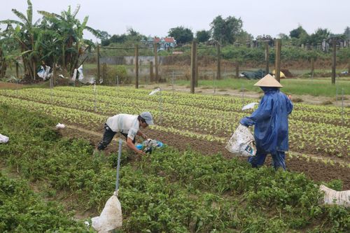 Kinh tế Nông nghiệp - Nông thôn Đẩy nhanh tiến độ thu hoạch lúa, rau màu vụ hè thu