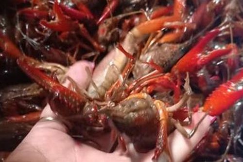 Long An phát hiện cơ sở nuôi 7.500 con tôm càng đỏ