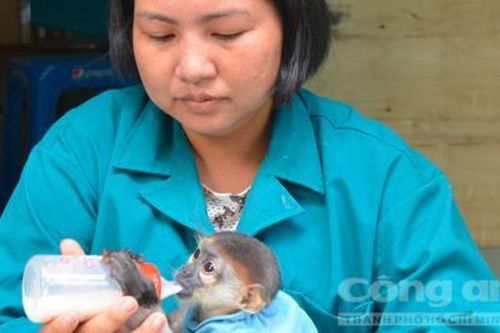 Voọc chân xám sinh sản thành công trong môi trường nuôi nhốt