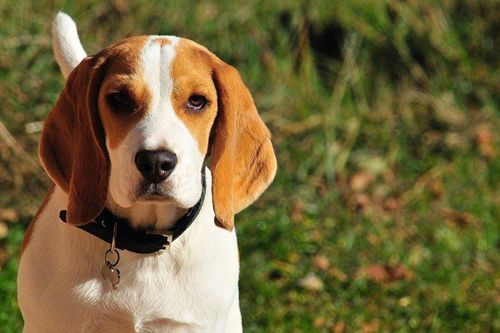 Chó tinh ranh, giả què để xin thức ăn người đi đường