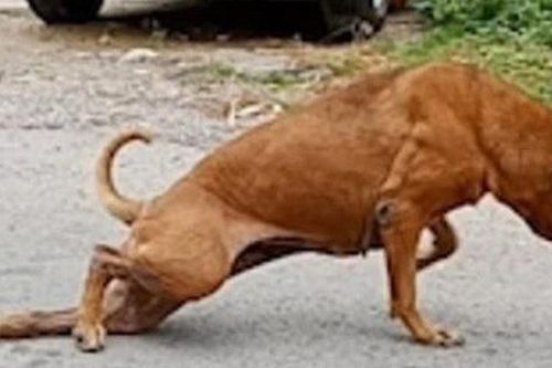 Bật cười hình ảnh chú chó giả què để xin ăn