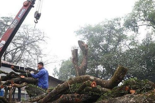 Bao giờ 2 cây gỗ sưa từng được trả giá trăm tỷ ở Hà Nội được bán đấu giá?