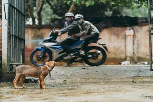 Bắt 2 kẻ trộm chó, giết người khi bị truy đuổi