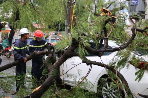 Khẩn trương thu dọn cây xanh đổ, gãy