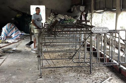 Quê nghèo xác xơ vì 'bão' dịch tả