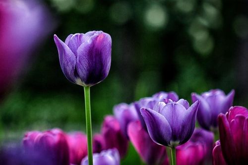 Tử vi ngày 31/8/2019: Tuổi Tỵ thu lợi bất ngờ, tuổi Hợi trở ngại sắp đến