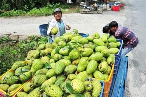 Cần Thơ: Mãng cầu xiêm lãi 30 triệu đồng/công/năm
